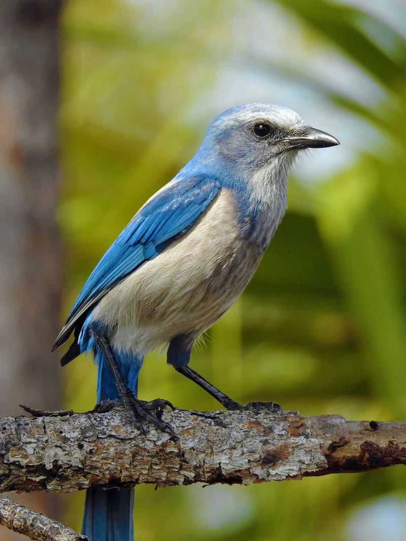 Confirm the species before applying Florida-specific advice Confirm the species before applying Florida-specific advice
