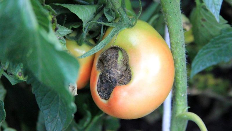 Confirm the spot before calling it blossom-end rot Confirm the spot before calling it blossom-end rot
