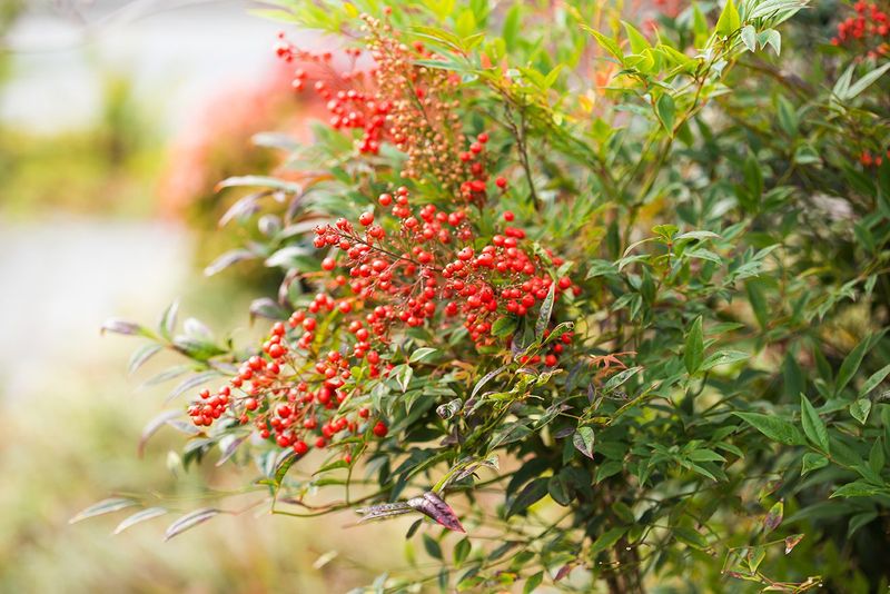 Confirm whether the plant is fruiting nandina Confirm whether the plant is fruiting nandina