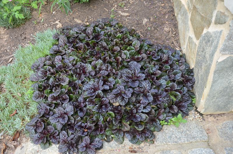 Contain Ajuga before its spread becomes a new problem