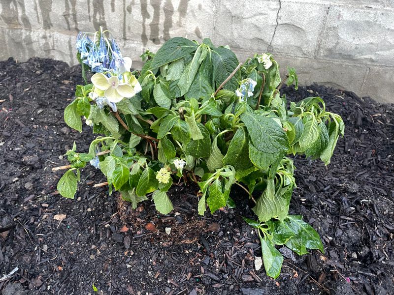 Newly Planted Hydrangeas Wilt for a Very Different Reason