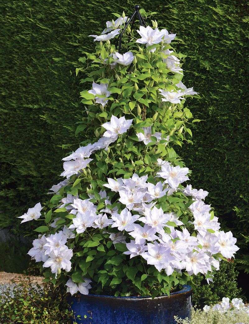 Container vines and young plants need a different decision