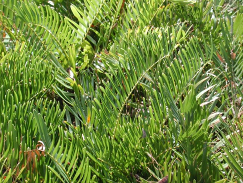 Coontie