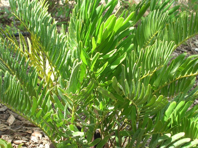 Coontie
