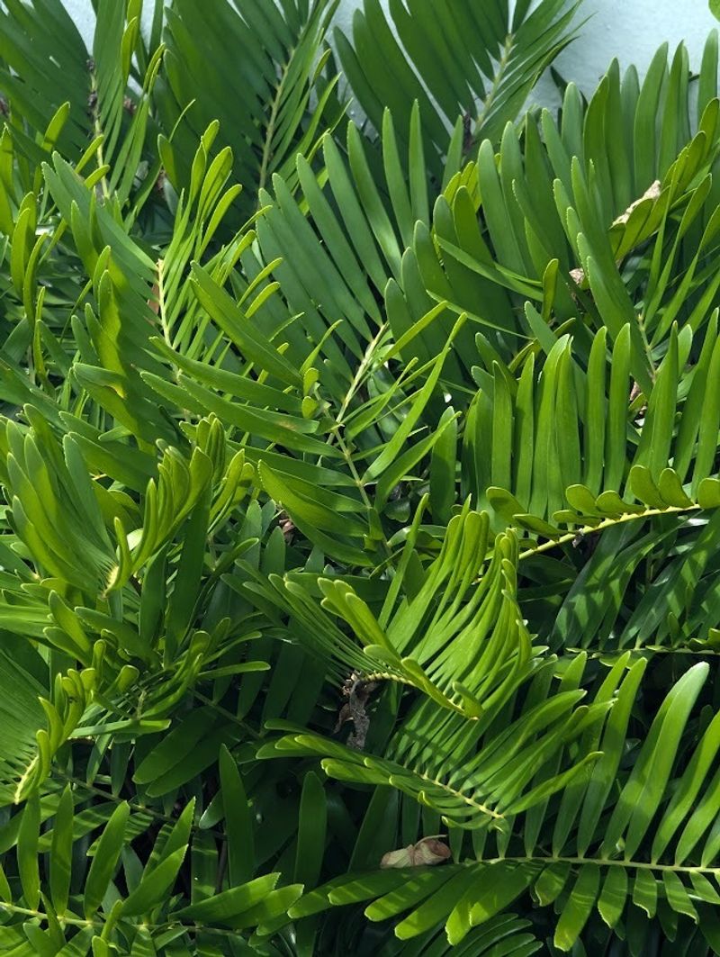 Coontie