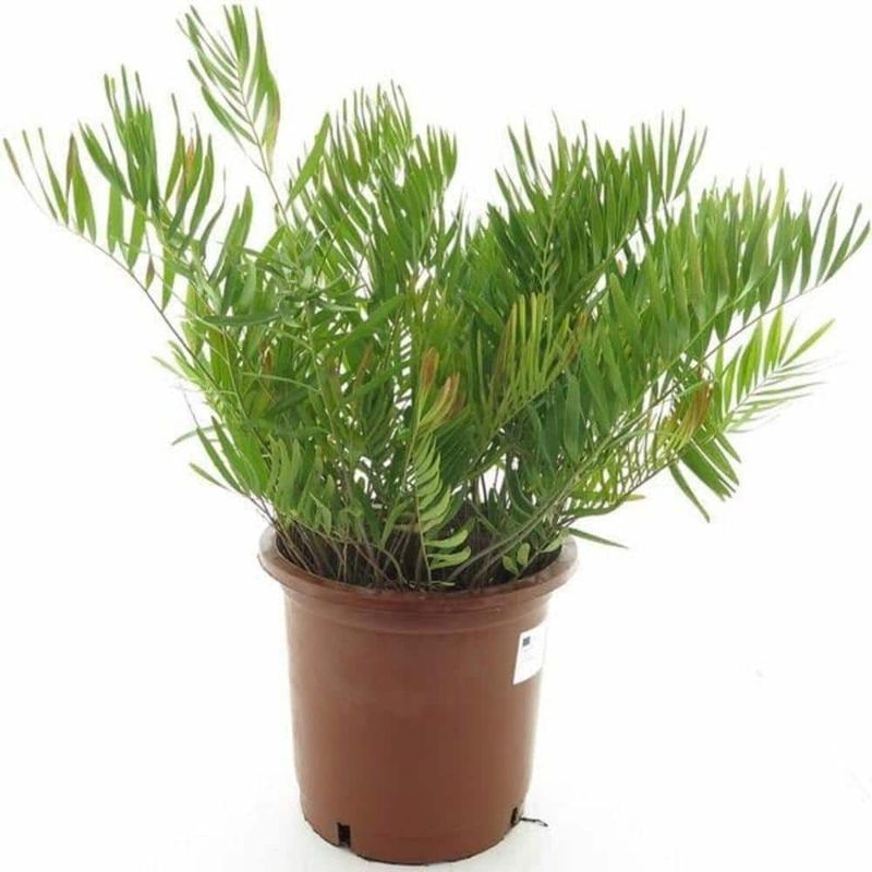 Coontie