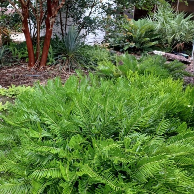 Coontie (Zamia integrifolia) Coontie (Zamia integrifolia)