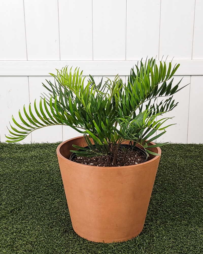 Coontie (Zamia integrifolia) Coontie (Zamia integrifolia)
