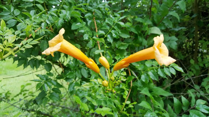 Trumpet Creeper (Campsis radicans)