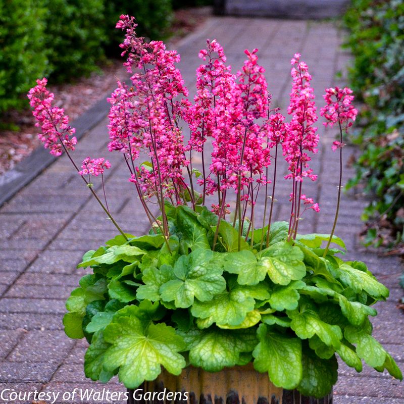 Coral Bells (Heuchera) Coral Bells (Heuchera)