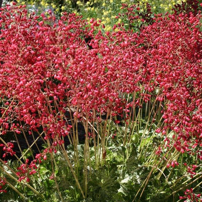 Coral Bells (Heuchera)