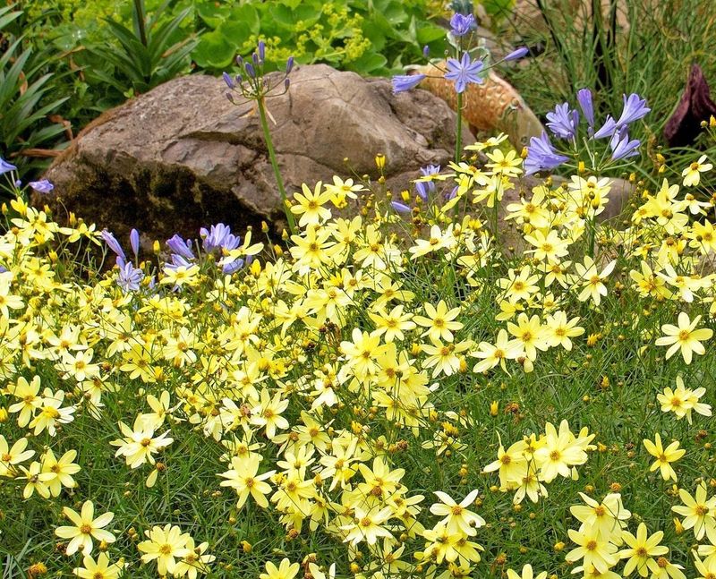 Threadleaf Coreopsis 'Moonbeam'