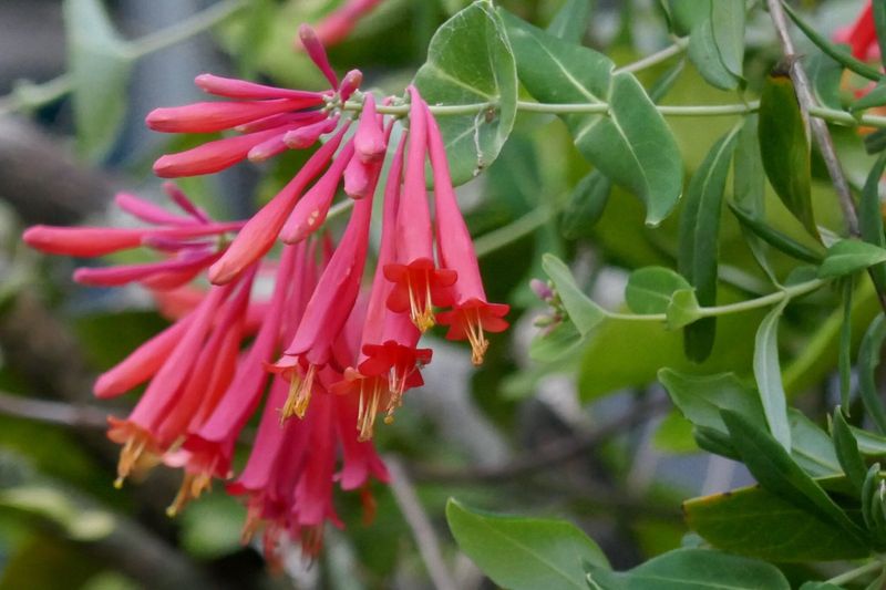 Coral Honeysuckle