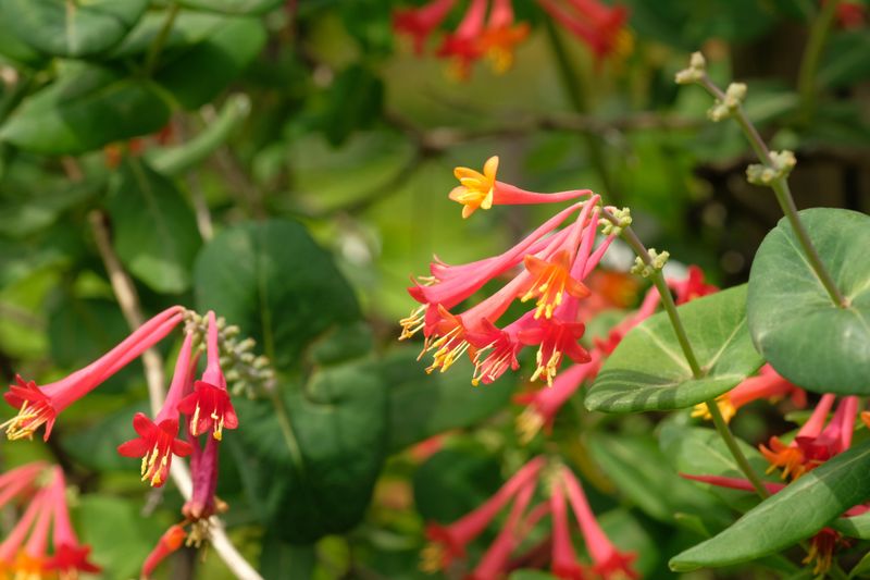 Coral Honeysuckle Coral Honeysuckle