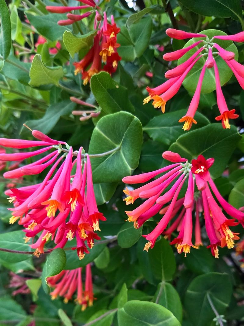 Coral Honeysuckle