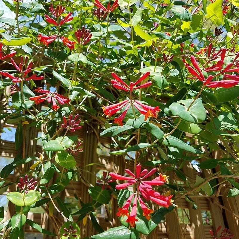Coral Honeysuckle (Lonicera sempervirens) Coral Honeysuckle (Lonicera sempervirens)