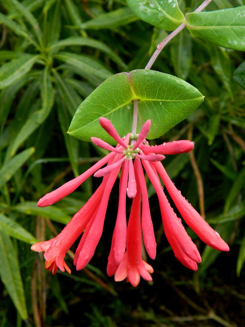 Coral Honeysuckle (Lonicera sempervirens)