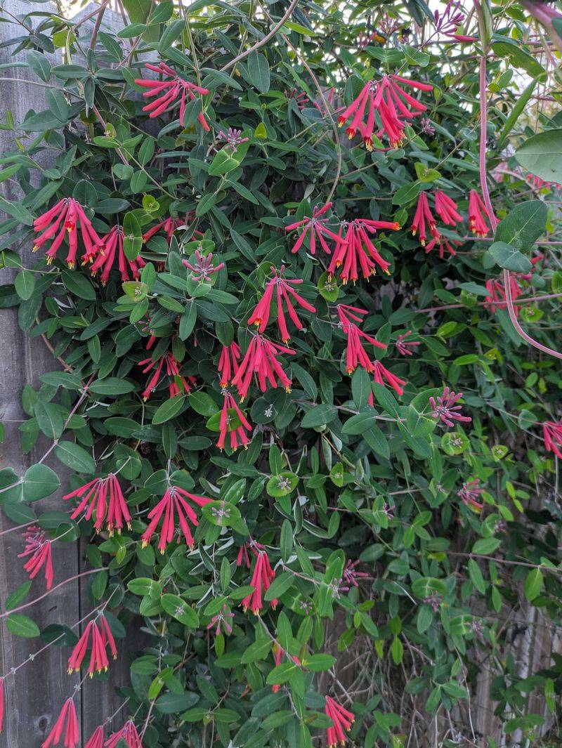 Coral Honeysuckle (Lonicera sempervirens) Coral Honeysuckle (Lonicera sempervirens)