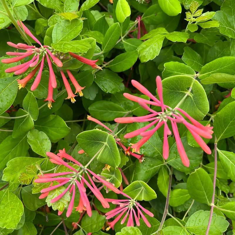 Coral Honeysuckle (Lonicera sempervirens)
