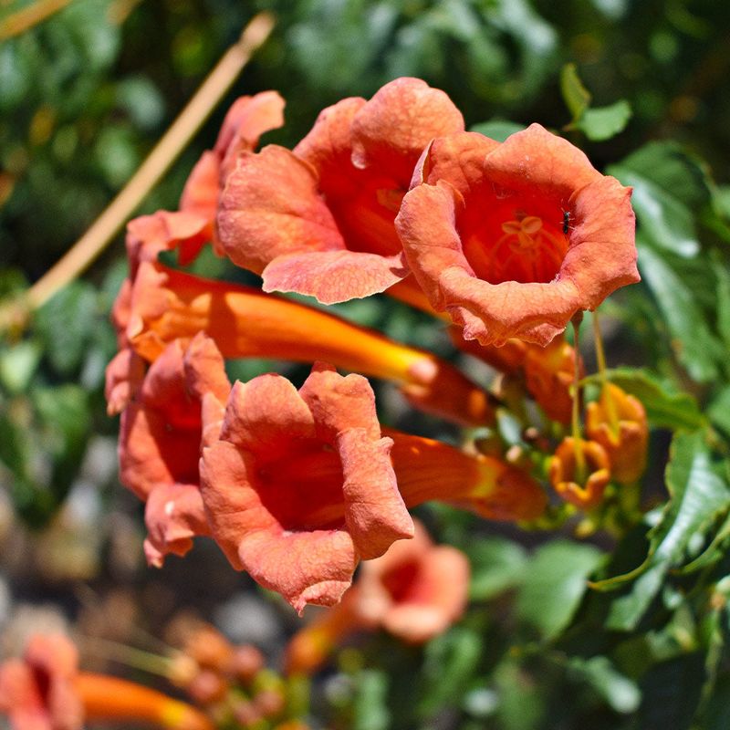Crossvine (Bignonia capreolata)