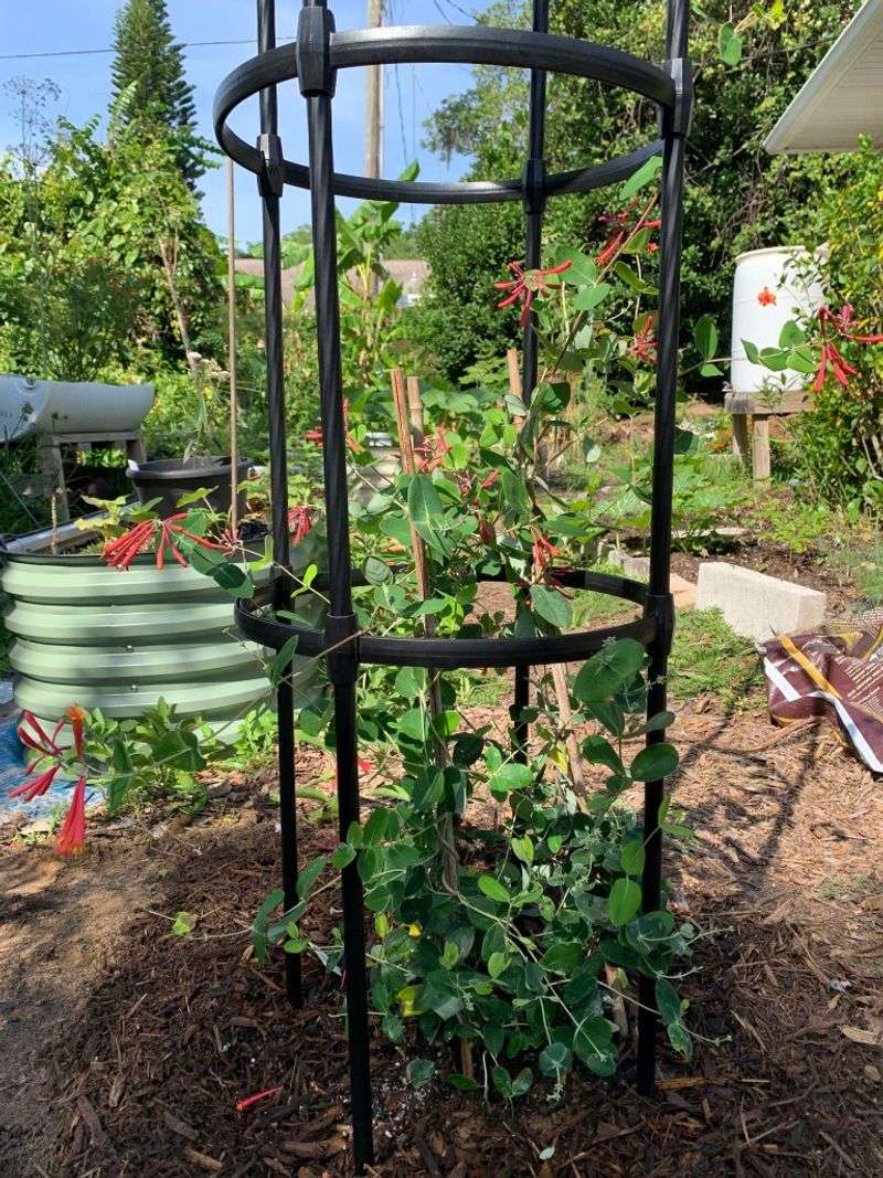 Coral Honeysuckle on a Powder-Coated Metal Trellis