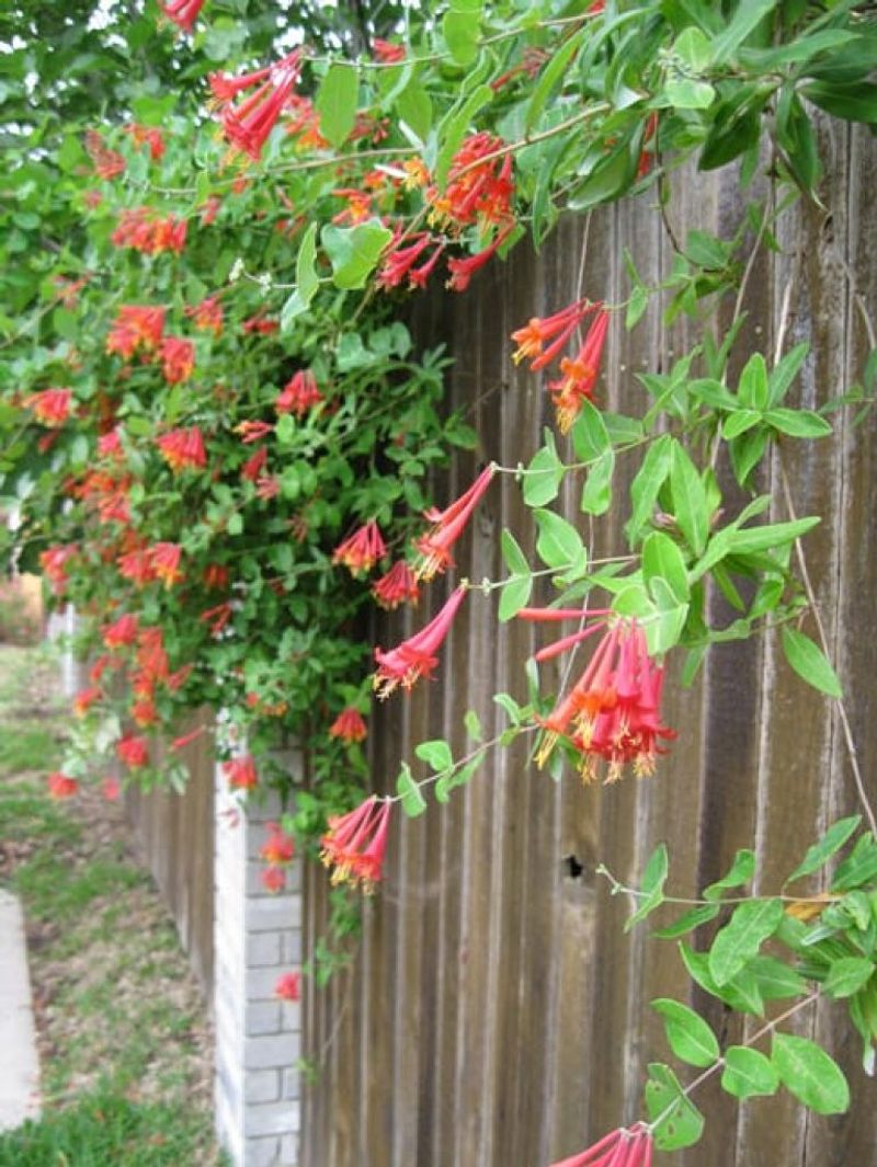 Coral Honeysuckle