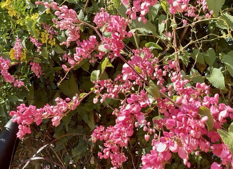 Coral Vine (Antigonon leptopus) Coral Vine (Antigonon leptopus)