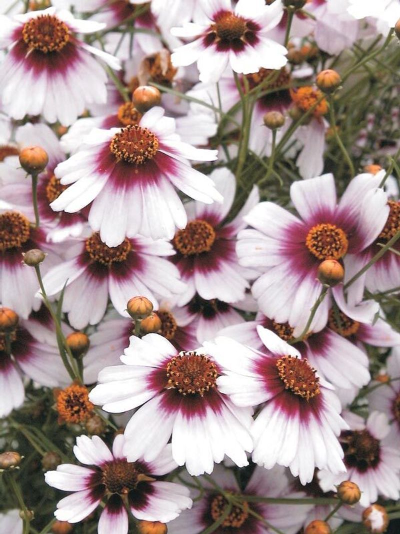 Coreopsis 'Sweet Dreams' Coreopsis 'Sweet Dreams'