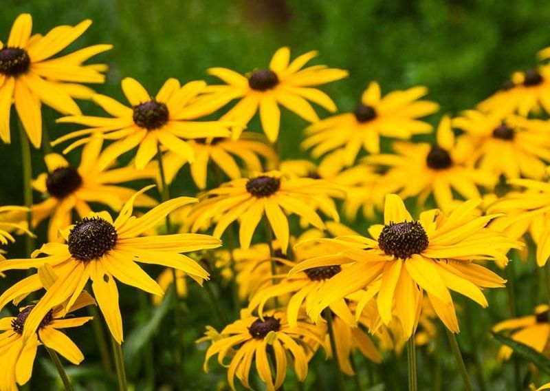 Black-Eyed Susan (Rudbeckia)