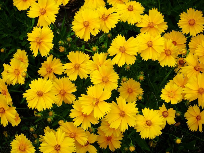 Coreopsis (Tickseed) Coreopsis (Tickseed)