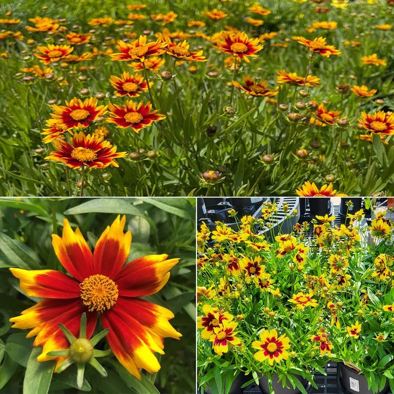 Coreopsis (Tickseed) Coreopsis (Tickseed)