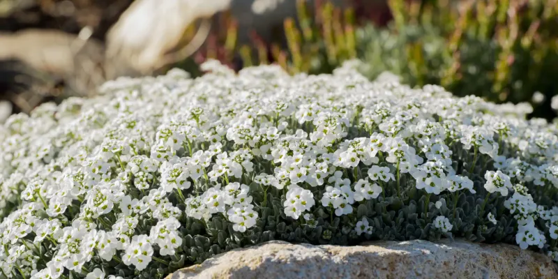 Sweet Alyssum