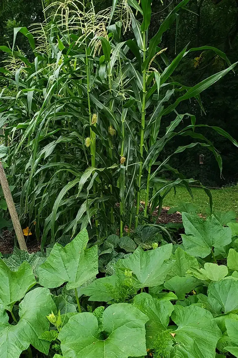 Corn