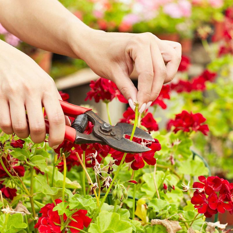 Deadhead spent blooms and investigate warning signs