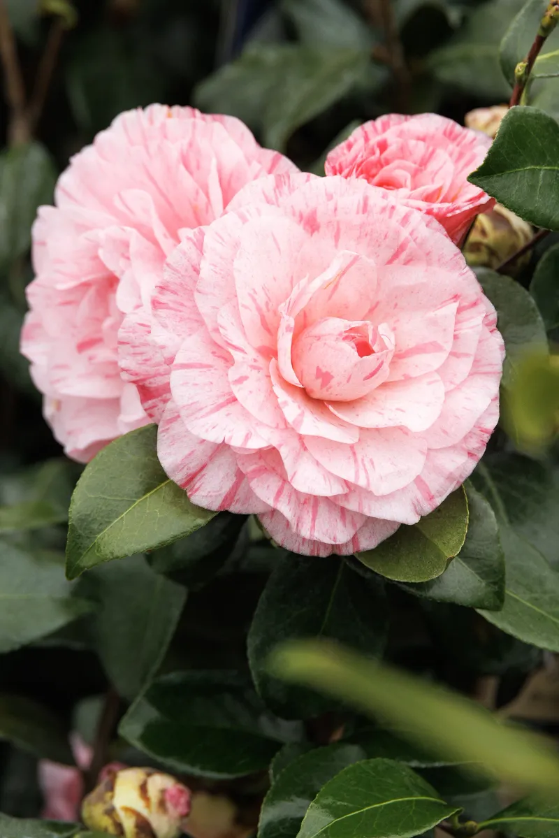 Treat camellia as a warm-climate compromise