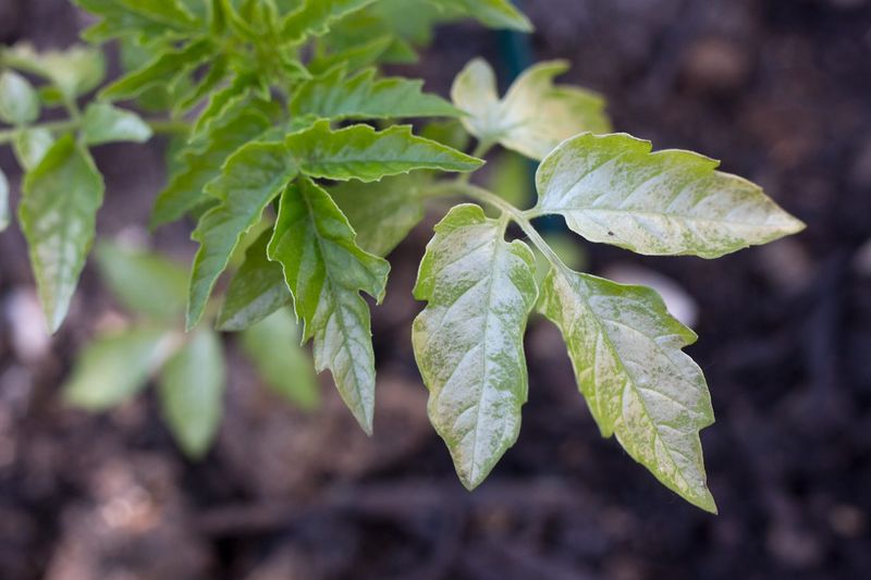 Freshening Up Chlorophyll After a Cold Snap