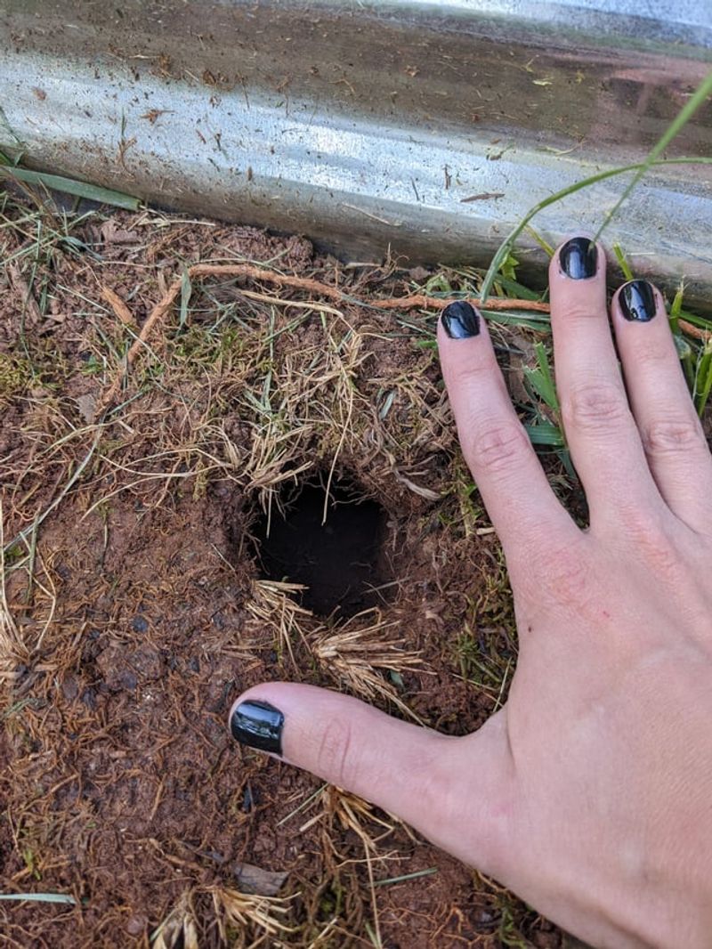 Could chipmunks be digging around your raised bed? Could chipmunks be digging around your raised bed?