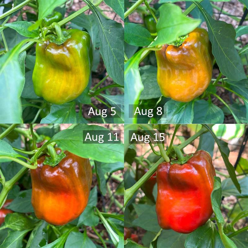 Count fruit age before changing the fertilizer Count fruit age before changing the fertilizer