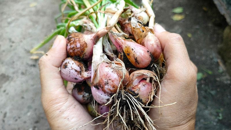 Separate and plant each cluster-forming bulb