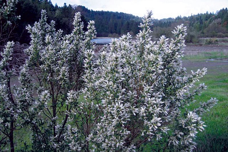 Coyote Brush (Baccharis pilularis)