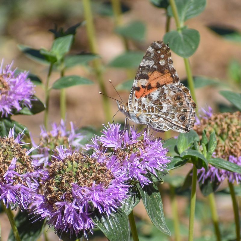 Coyote Mint (Monardella villosa) Coyote Mint (Monardella villosa)