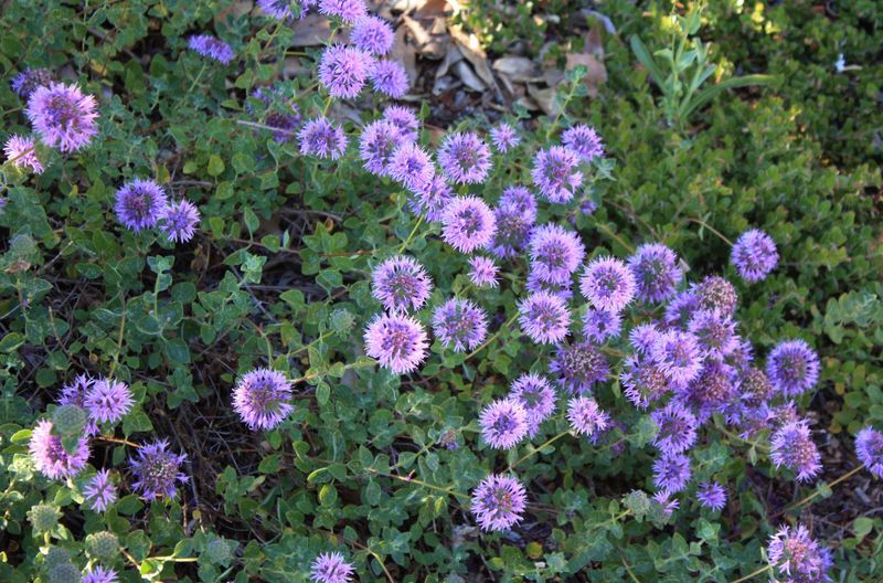 Coyote Mint (Monardella villosa)