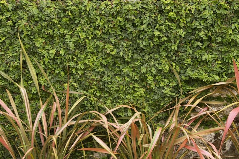 Creeping Fig (Ficus pumila) Creeping Fig (Ficus pumila)