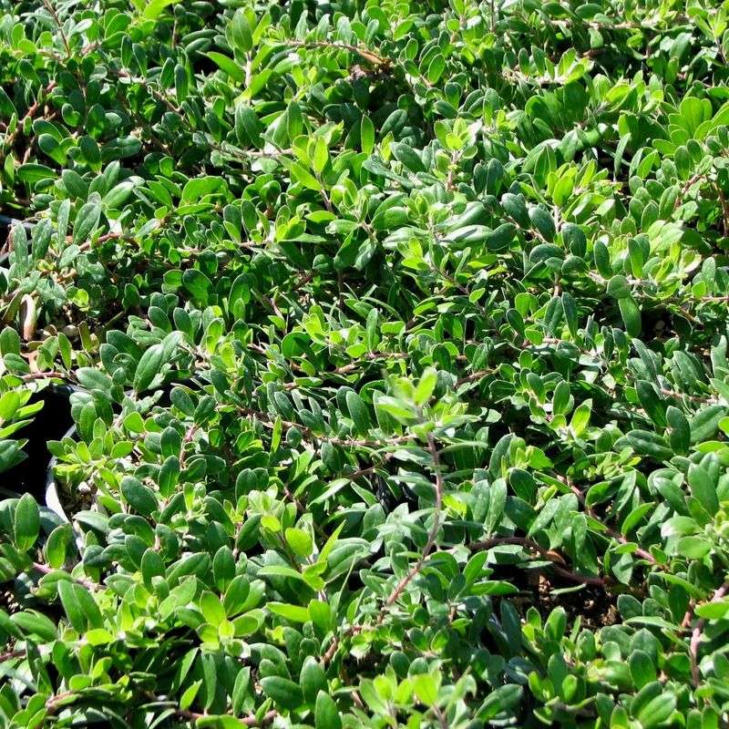 Creeping Manzanita (Arctostaphylos 'Emerald Carpet')