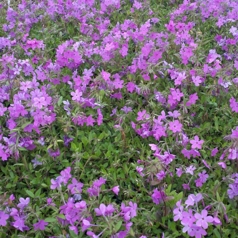Creeping Phlox (Phlox stolonifera) Creeping Phlox (Phlox stolonifera)