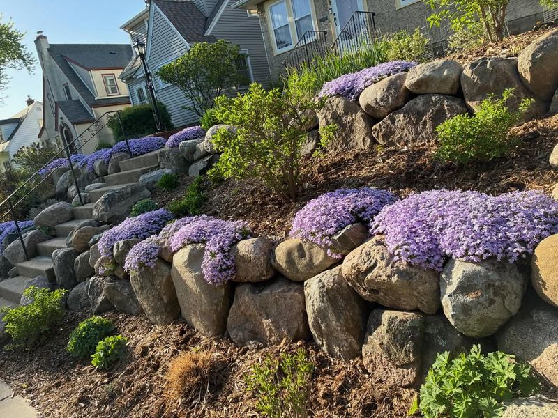 Creeping Phlox (Phlox subulata) Creeping Phlox (Phlox subulata)