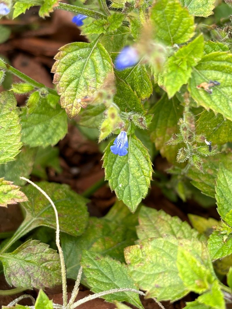 Creeping Sage