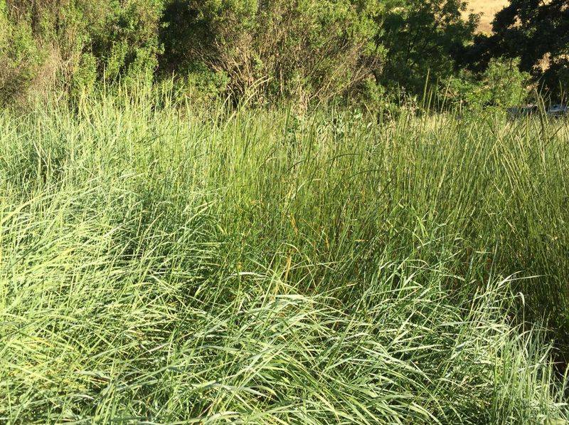 Creeping Wild Rye (Elymus triticoides) Creeping Wild Rye (Elymus triticoides)