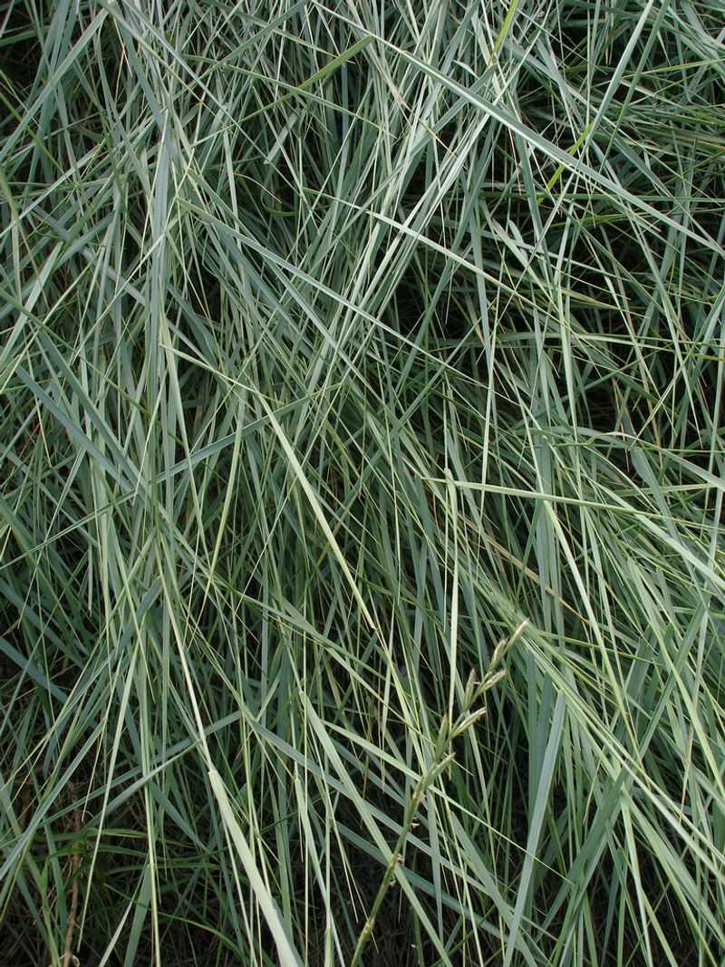 Creeping Wild Rye (Elymus triticoides)