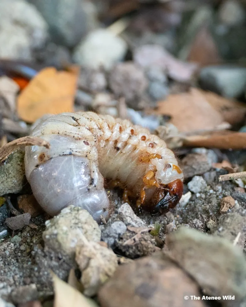 Beetles and Grubs